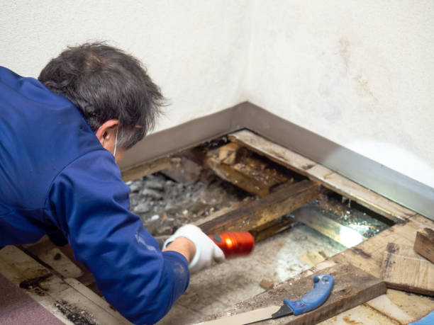 Best Toxic Mold Removal  in Wellsville, KS
