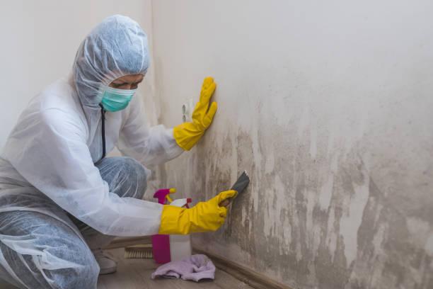 Best Mold Removal Company Near Me  in Wellsville, KS