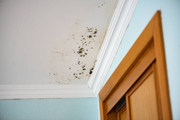 Best Same-Day Mold Removal  in Wellsville, KS