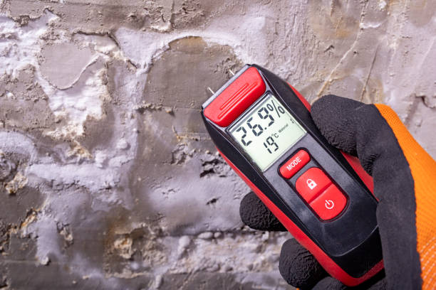 Best Mold Damage Repair  in Wellsville, KS