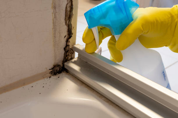 Best Mold Removal Specialists  in Wellsville, KS