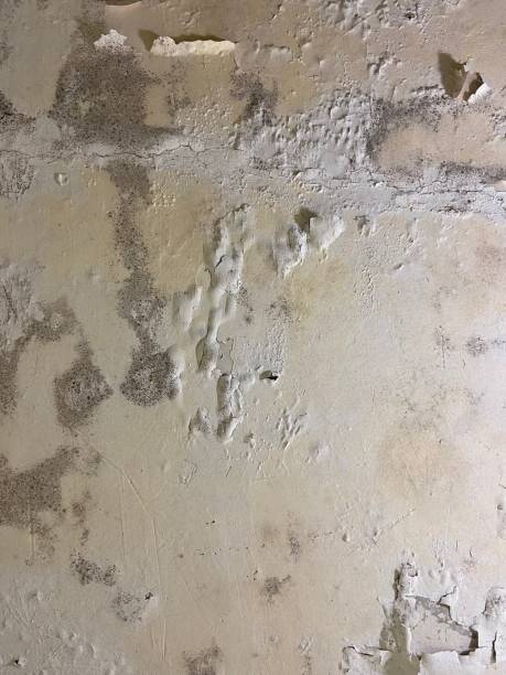 Best Attic Mold Removal  in Wellsville, KS
