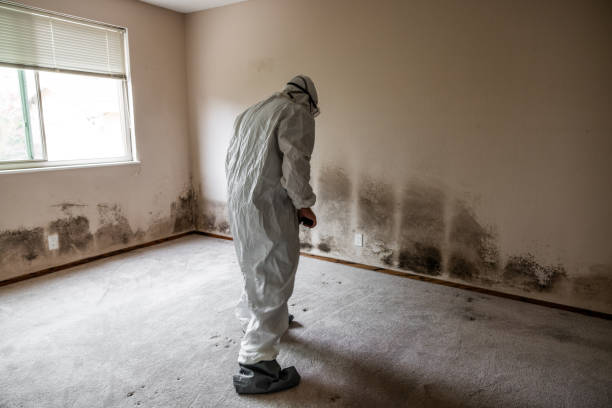 Best Mold Remediation  in Wellsville, KS